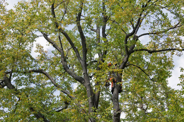 How Our Tree Care Process Works  in  West Easton, PA